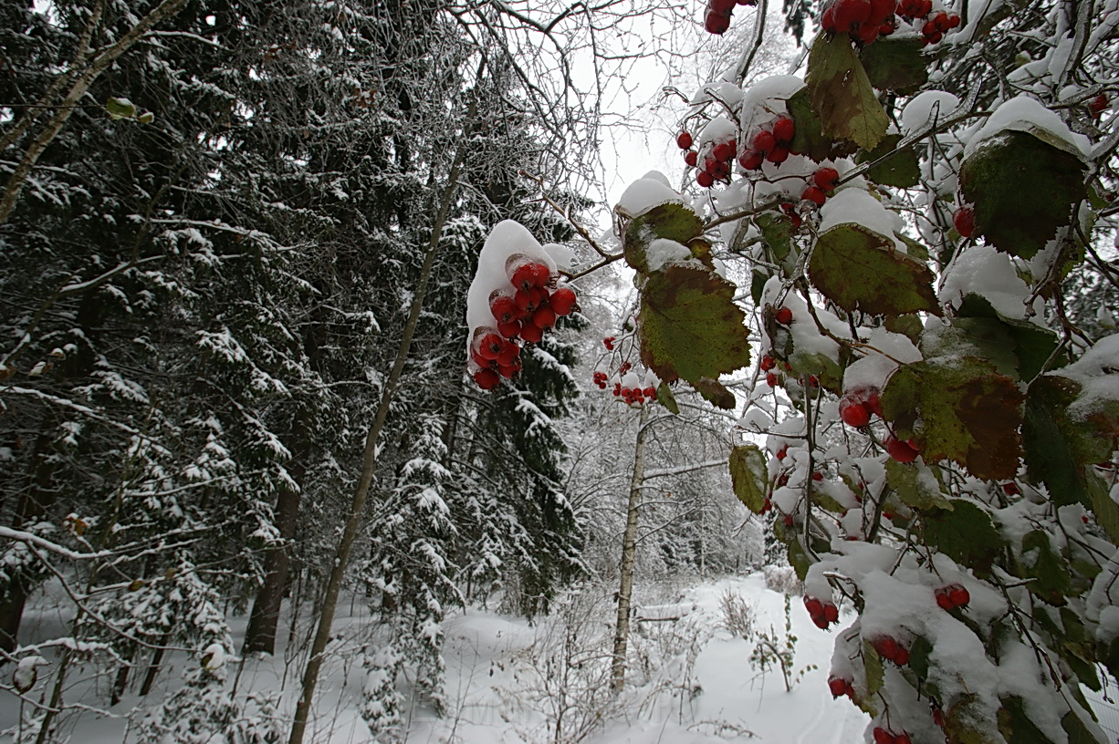 Песня ноябрь снег